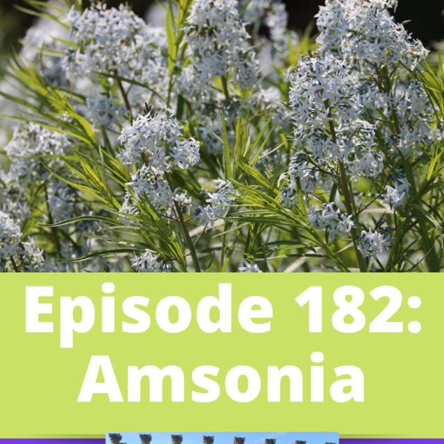 Amsonia - podcast episode cover