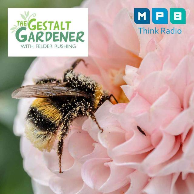 The Gestalt Gardener | Carpenter Bees & More! - podcast episode cover