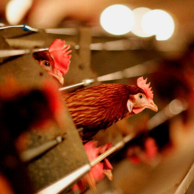 ICYMI: Bird Flu Is Roiling Egg Farms Across The Country - podcast episode cover