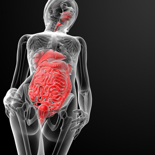 Optimal Gut Health - podcast episode cover