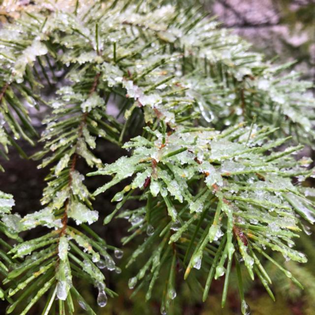 Episode 61: Rain and Sleet Near the Snowline - podcast episode cover