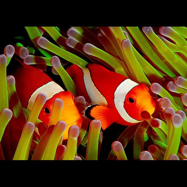 Saving Nemo, aka the Clownfish - podcast episode cover
