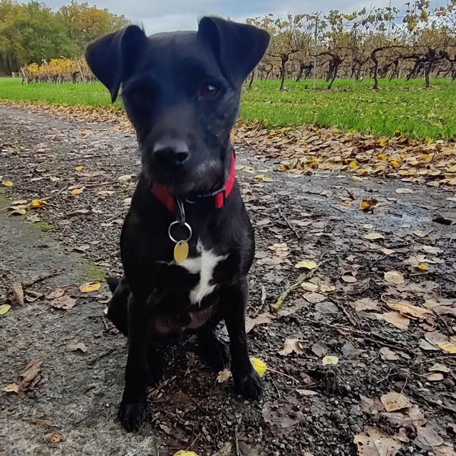 What my dog taught me about being human - podcast episode cover