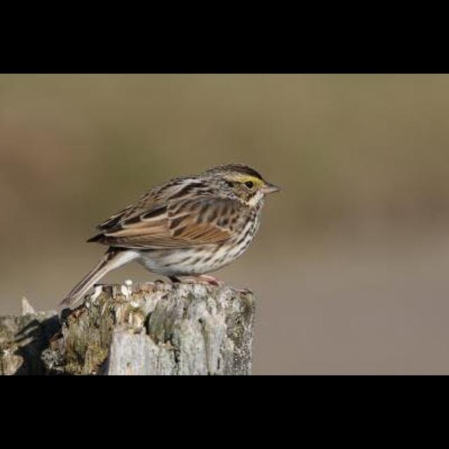 Wild Songbirds Can Pick Up New Tunes - podcast episode cover