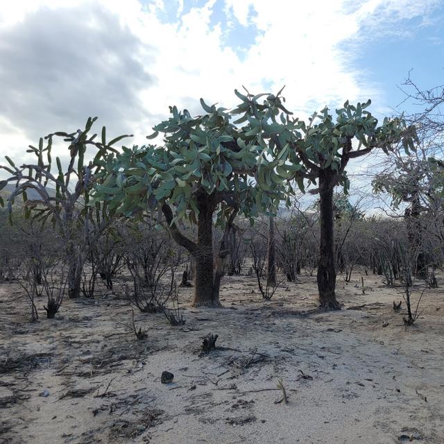 Cactus Evolution, Carribean Cactus Forests, & Tree Prickly Pears - podcast episode cover