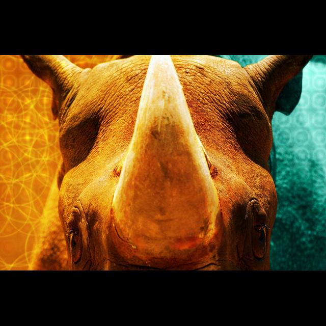 Rhinos and Their Gamekeepers Benefit from AI - podcast episode cover