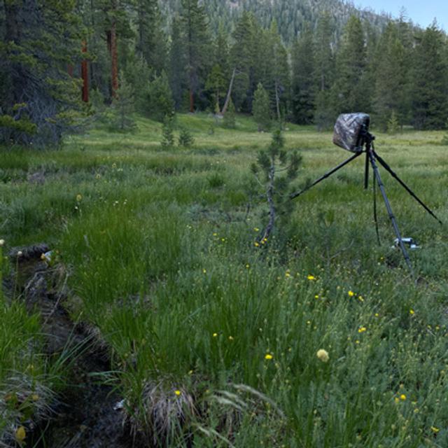 109: Early Summer Morning Beside A Meadow Stream In The Valley Of The North Fork Of The Sacramento River - podcast episode cover