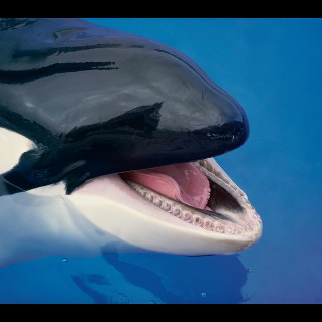Killer Whale Culture Revealed by Mimicking Us - podcast episode cover