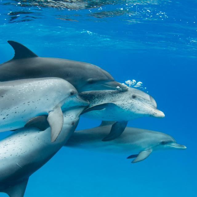 Talking dolphin - podcast episode cover