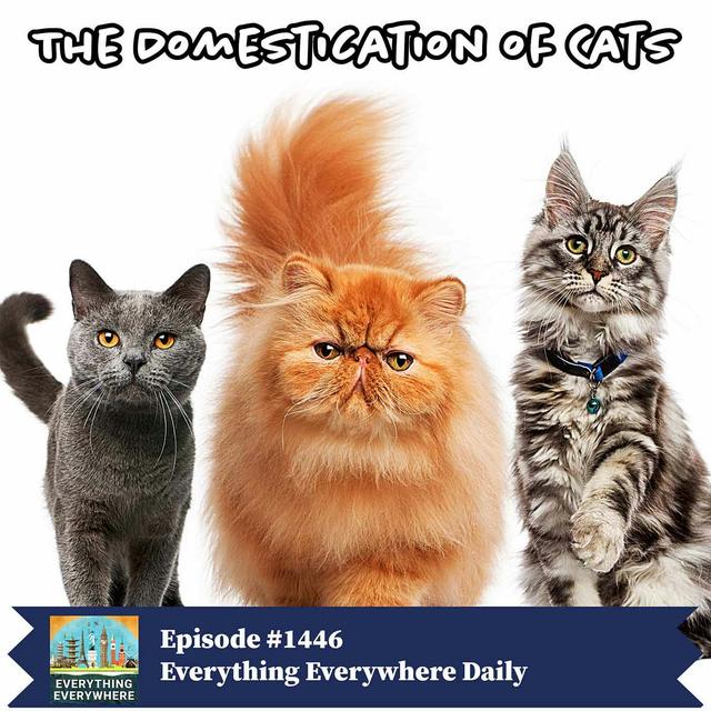The Domestication of Cats (Encore) - podcast episode cover