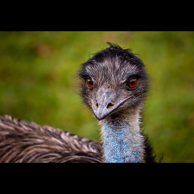 Episode 317: Endearing Emus - podcast episode cover