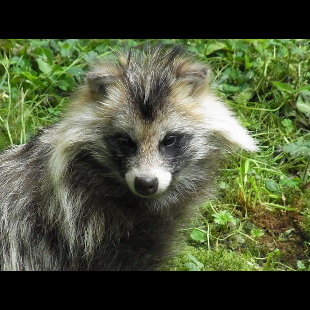Episode 157: Raccoon Dogs are Real - podcast episode cover