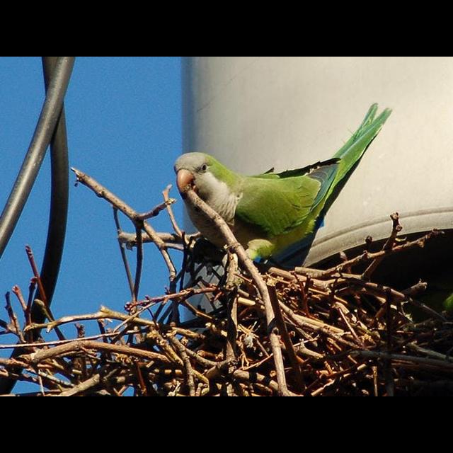 Parrots Are Making the U.S. Home - podcast episode cover