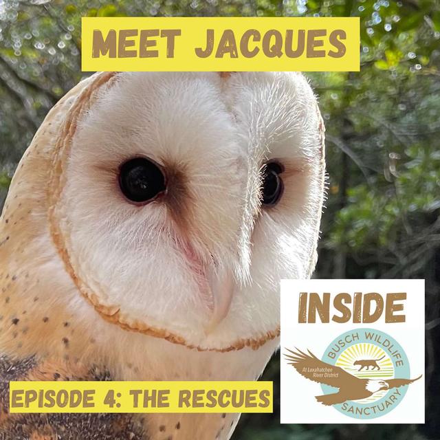 Episode 4: The Rescues - podcast episode cover