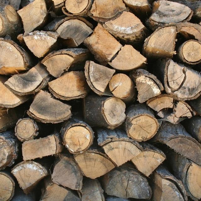 Episodio 27: ¿Puede la recolección de leña de un bosque modificar el riesgo de enfermedad de Lyme? - podcast episode cover