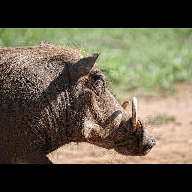 Episode 145: Warthog Wonders - podcast episode cover