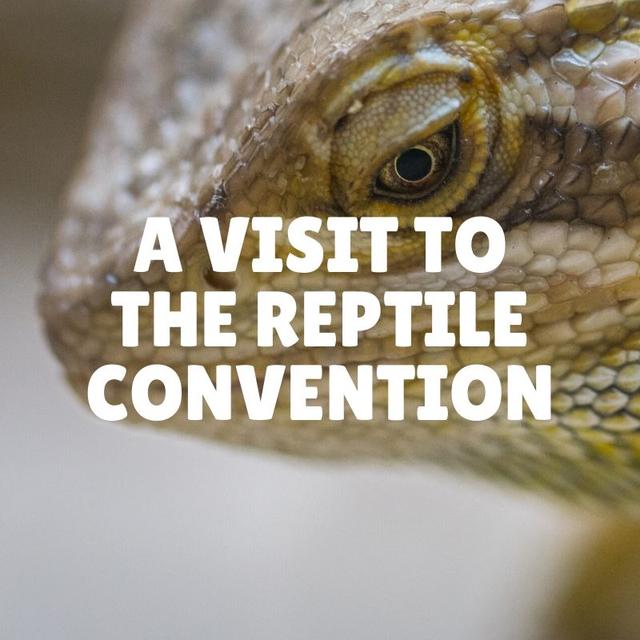A Visit to the Reptile Convention - podcast episode cover