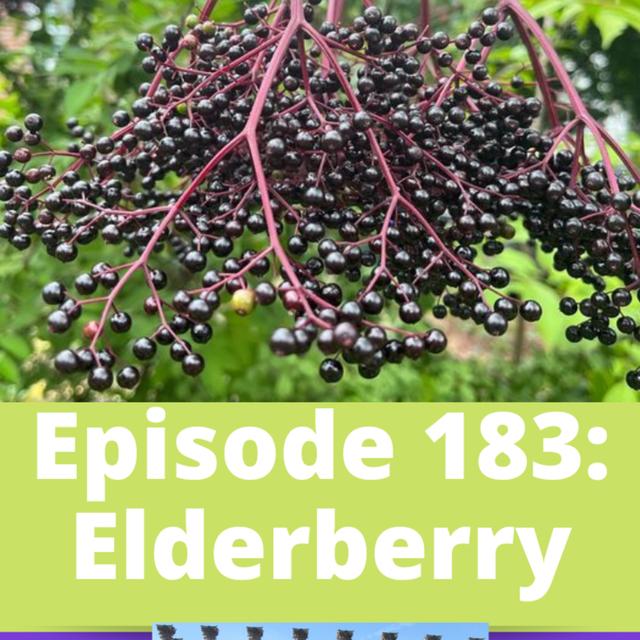 Elderberry - podcast episode cover