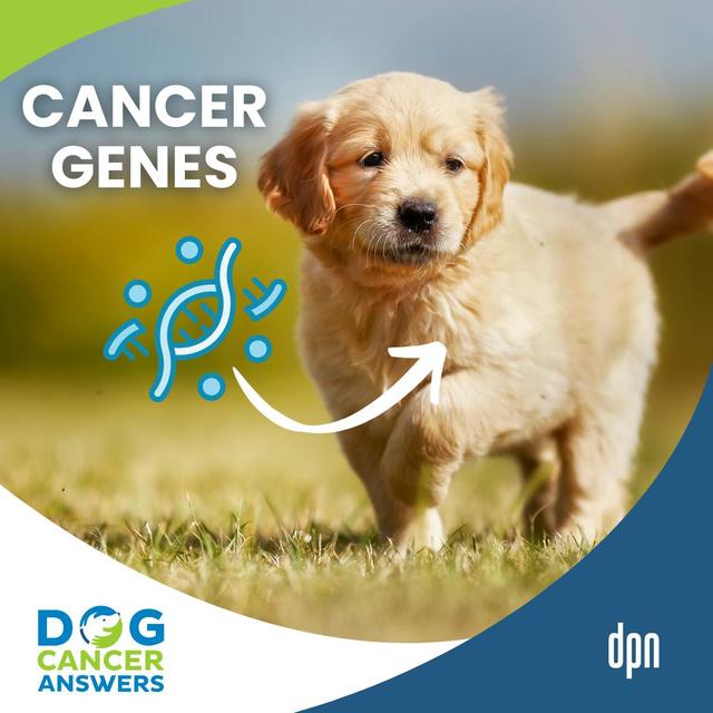 How Some Dogs Get Cancer: How Genetic Mutations Trigger Cancer in Dogs | Charlotte Hacker, MS, PhD #286 - podcast episode cover