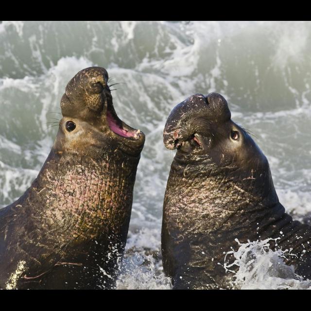 Episode 321: Elephant Seals Encore - podcast episode cover