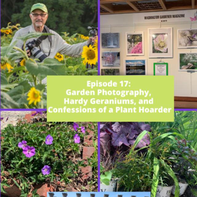 Garden Photography, Hardy Geraniums, and Confessions of a Plant Hoarder - podcast episode cover