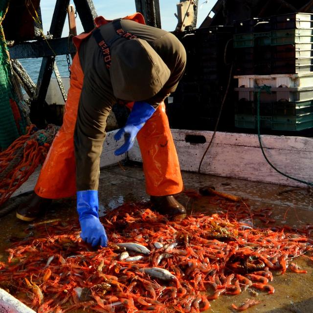 The Uncertain Future of Maine Shrimp - podcast episode cover