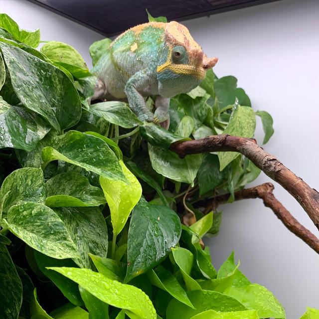 Keeping Chameleons in Hybrid Cages - podcast episode cover