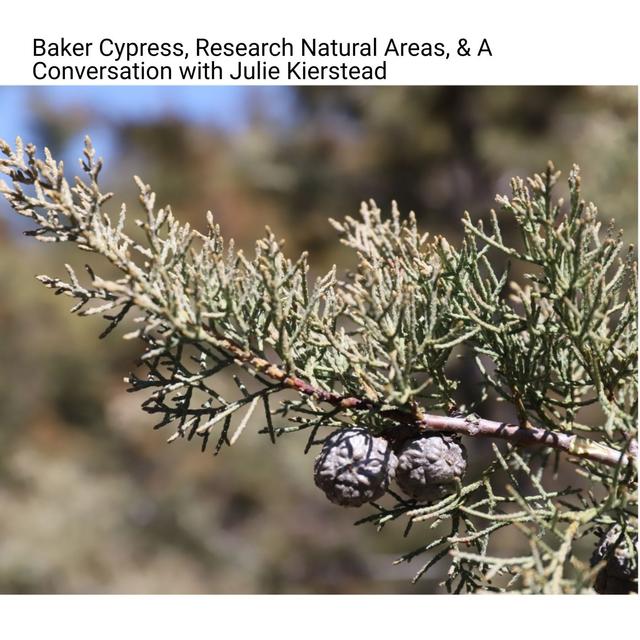 Baker Cypress, Research Natural Areas, & A Conversation with Julie Kierstead - podcast episode cover