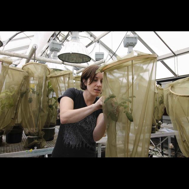 Heat Changes Insect Call, but It Still Works - podcast episode cover