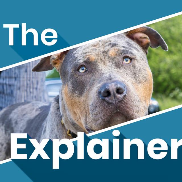 What is the American bully XL and do bans on certain dog breeds work? - podcast episode cover