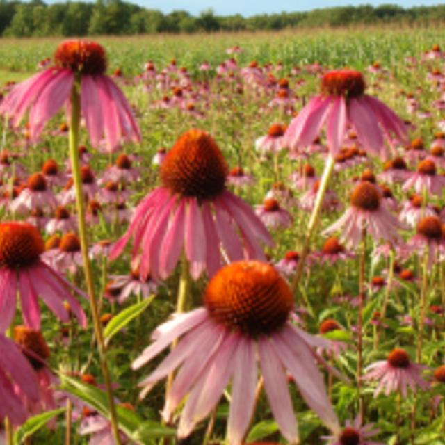Episode 4: Native Pollinators + Foreign Utensils - podcast episode cover