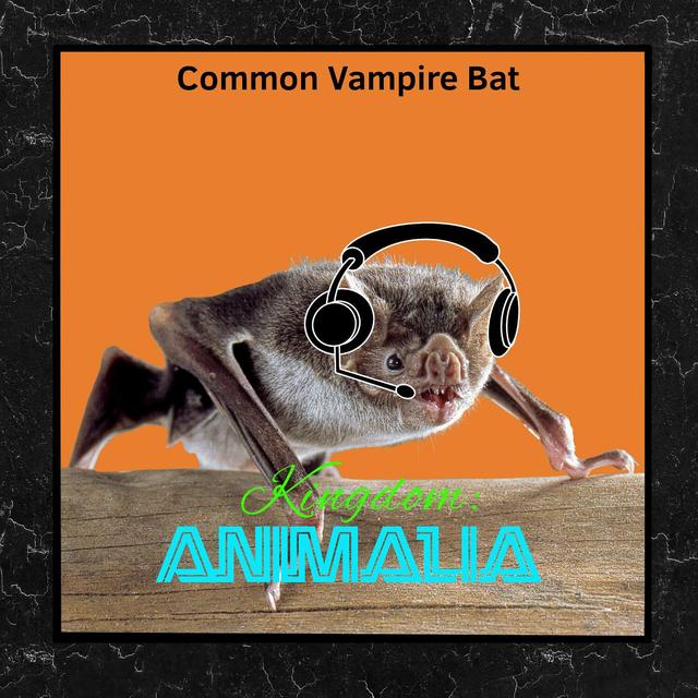 Common Vampire Bat - podcast episode cover