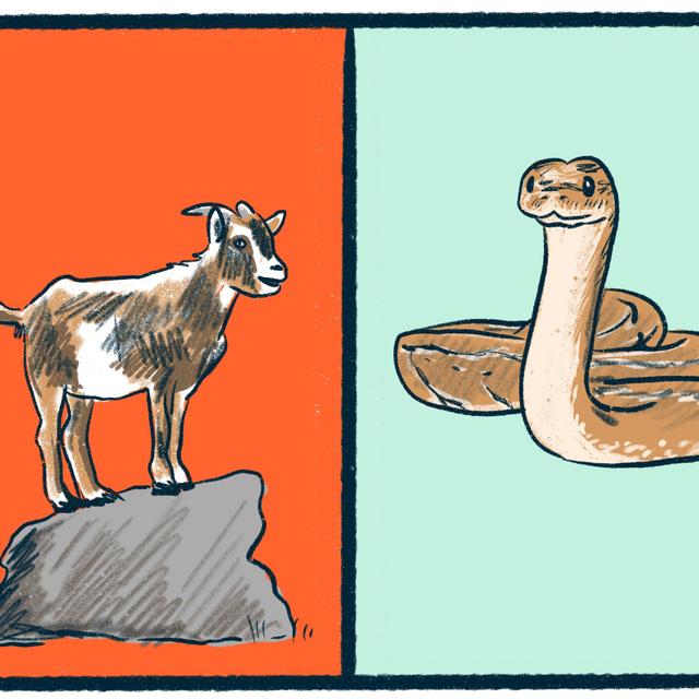 Goats vs. Boa Constrictors: a curious debate - podcast episode cover