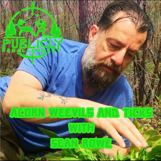 ACORN WEEVILS AND TICKS - podcast episode cover