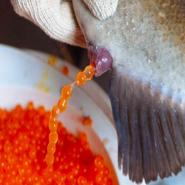 Caviar: How It’s Made and Why It’s So Expensive - podcast episode cover