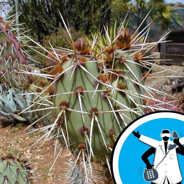 Why are Cacti so Spiky? - podcast episode cover