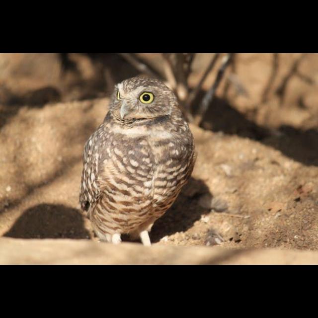 Episode 58: Hoo, The Burrowing Owl, That's Who - podcast episode cover