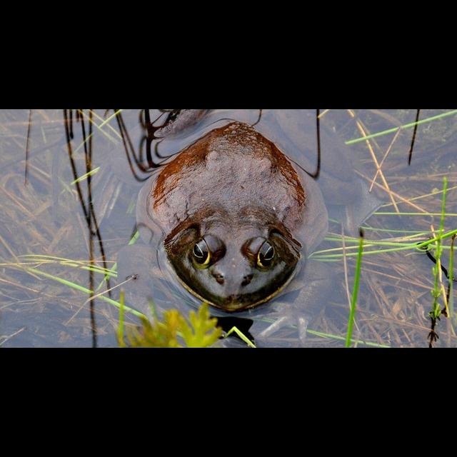 Episode 335: The Giant Goliath Frog - podcast episode cover