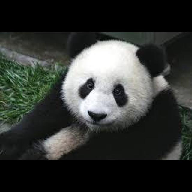 Episode 62: Popular as a Panda - podcast episode cover