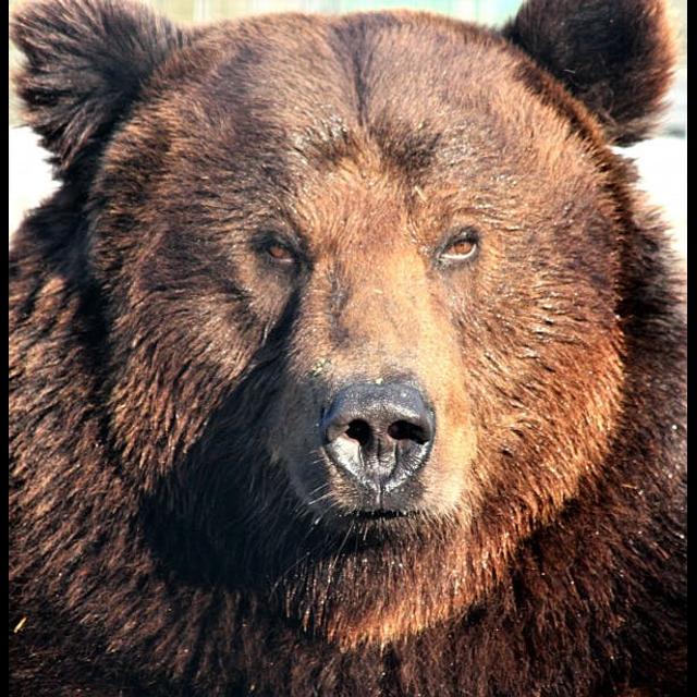Episode 88: Our Grand Episode on Grizzly Bears - podcast episode cover