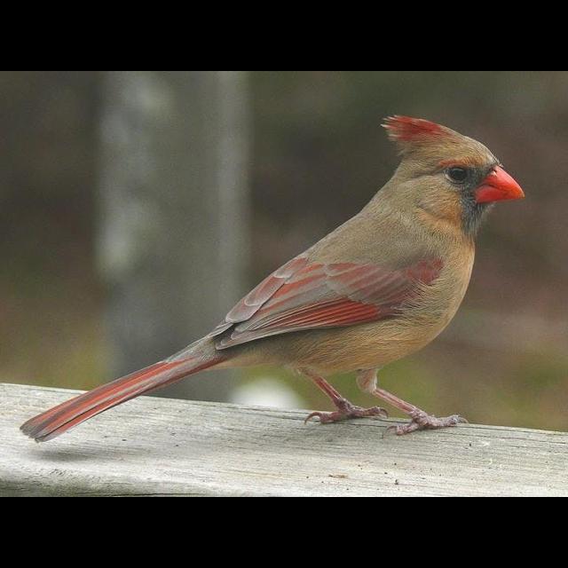 Cardinal Rule: Female Birds Sing, Too - podcast episode cover