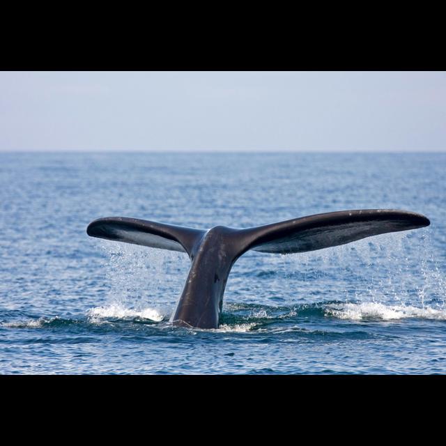 Right Whales Seem to Think before They Speak - podcast episode cover