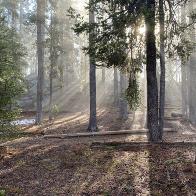 141: Dawn In The Forest Near Medicine Lake - podcast episode cover