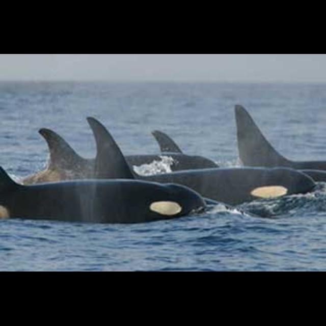 Episode 97: Orca Culture & Behavior, Part II - podcast episode cover
