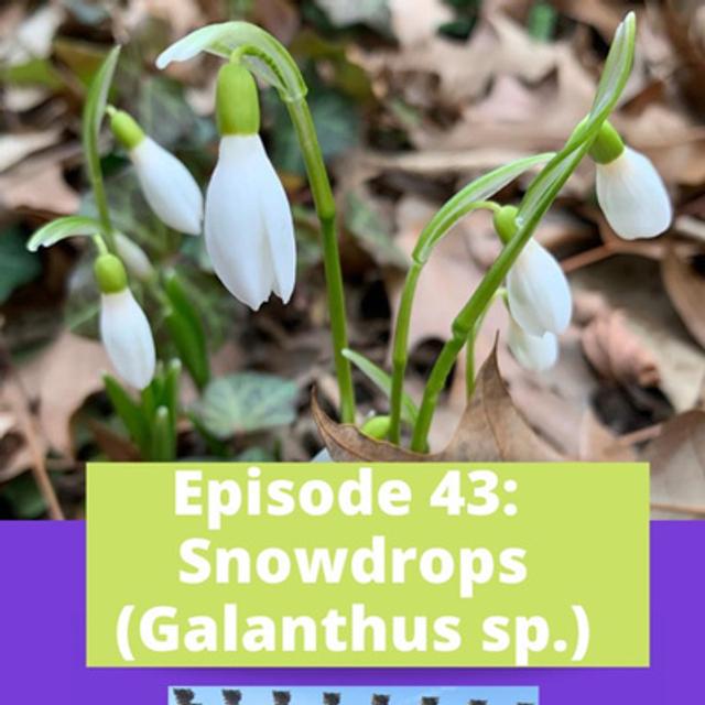 Galanthus with David L. Culp - podcast episode cover