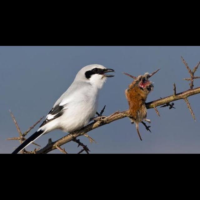 Episode 250: The Shocking Loggerhead Shrike - podcast episode cover