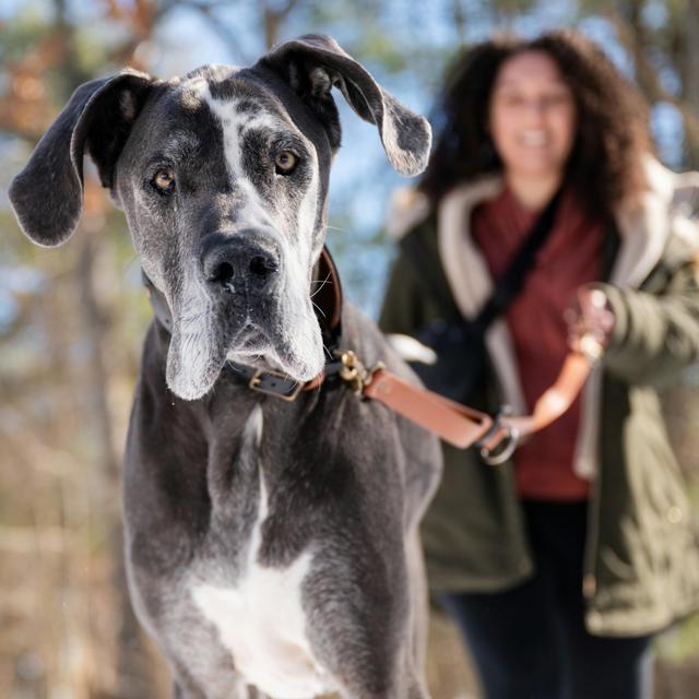 Can we ever know our dogs? - podcast episode cover