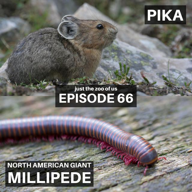 66: Pika & North American Giant Millipede - podcast episode cover