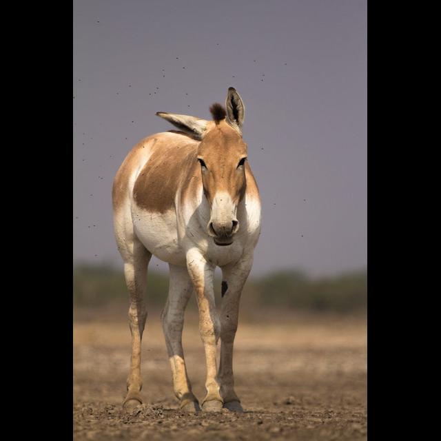 Ancient Asiatic Wild Asses - podcast episode cover