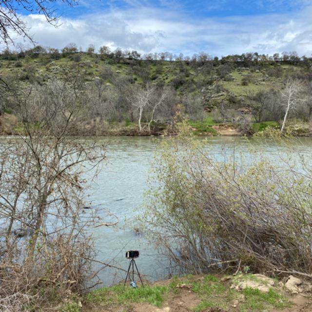 Bonus! Lesser Goldfinch Singing Beside The Sacramento River - podcast episode cover